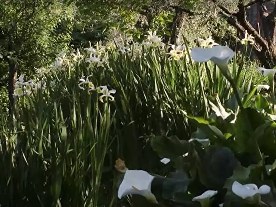 Immagine 10 di Rustico / casale in vendita  in CASTEL LEONE DI SUASA a Ostra Vetere