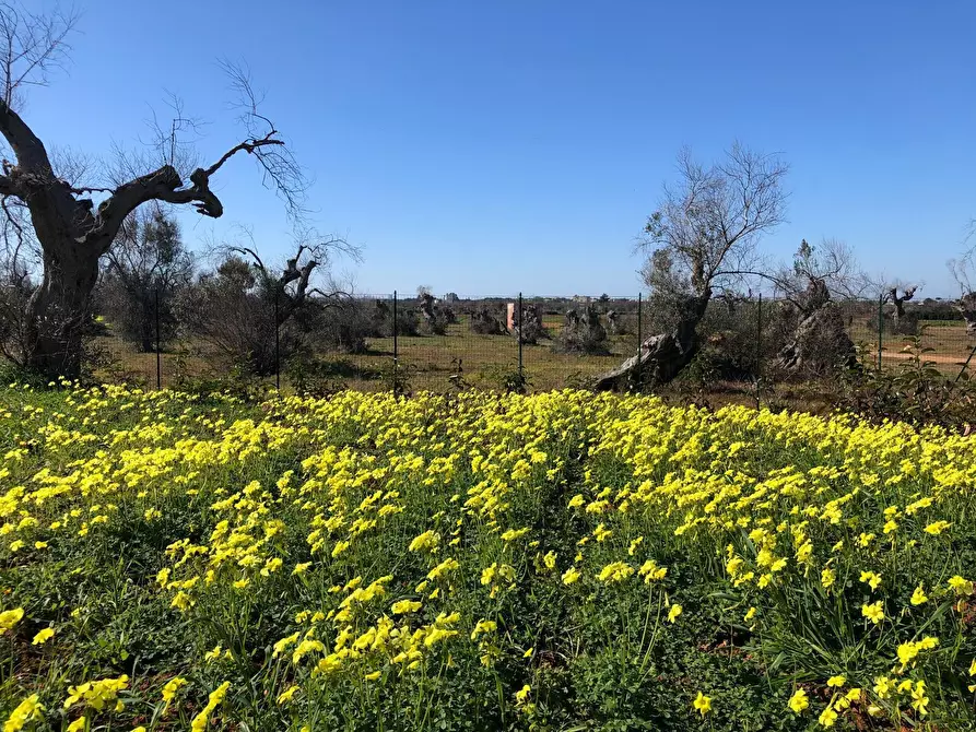 Immagine 4 di Casa indipendente in vendita  in Via Masseria Ungulìa 2 a Sannicola
