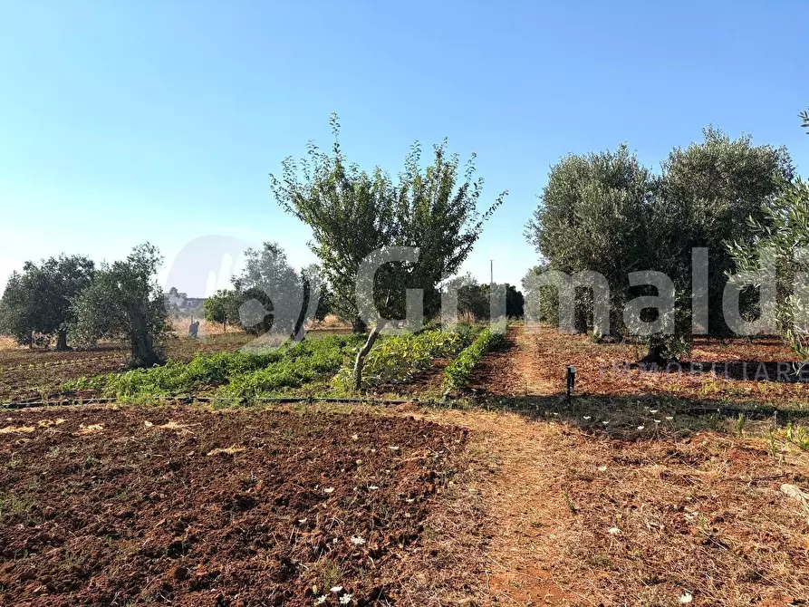 Immagine 25 di Casa indipendente in vendita  in Contrada Curlo a Sannicola