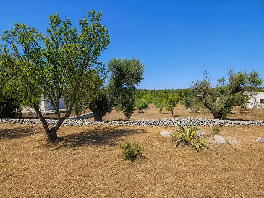 Immagine 5 di Terreno agricolo in vendita  in Contrada San Benedetto a Ostuni