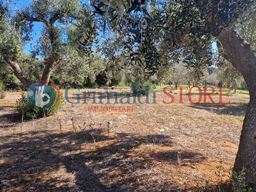 Immagine 24 di Casa indipendente in vendita  a Porto Cesareo