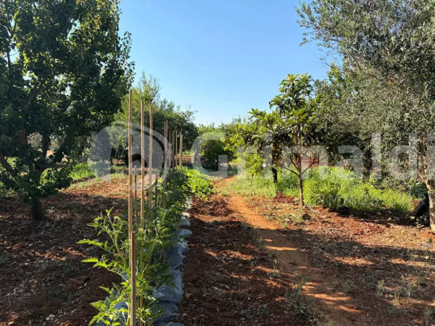 Immagine 16 di Casa indipendente in vendita  in Contrada Curlo a Sannicola