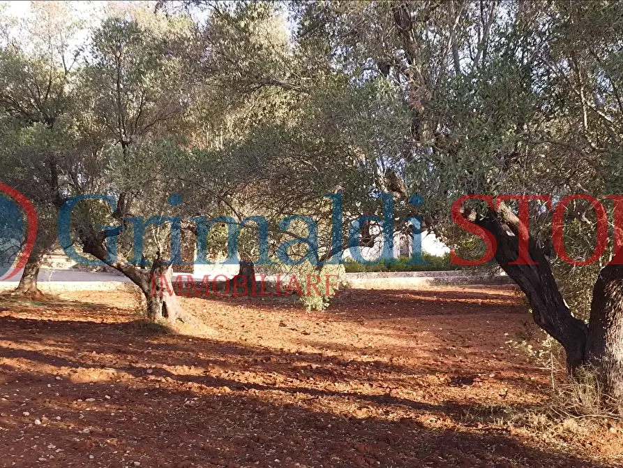 Immagine 19 di Terreno agricolo in vendita  a Manduria