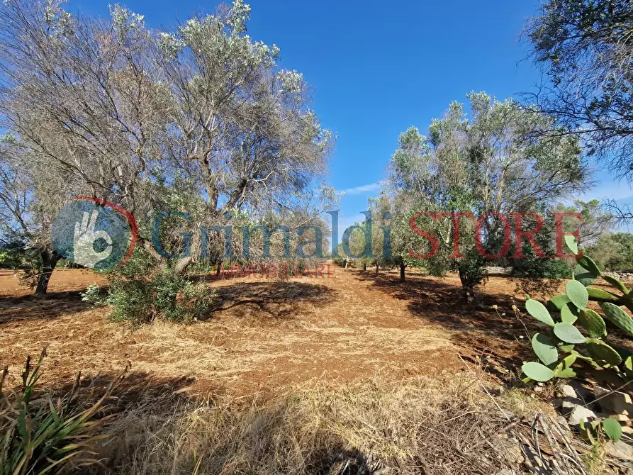 Immagine 3 di Terreno agricolo in vendita  a Latiano