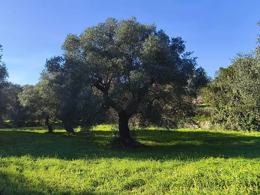 Immagine 6 di Casa indipendente in vendita  in Contrada Petrarolo a Monopoli