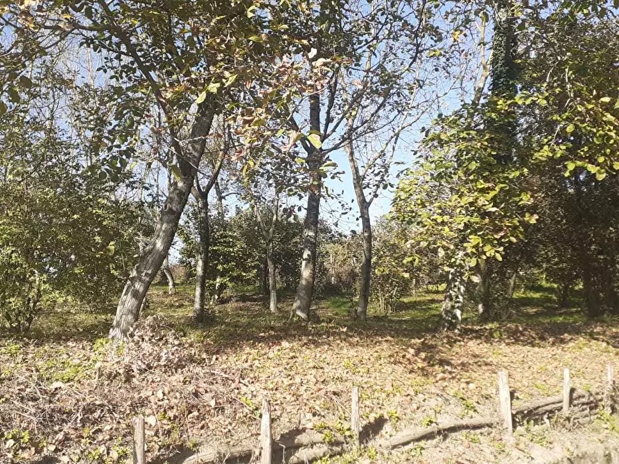 Immagine 1 di Terreno agricolo in vendita  a Altavilla Irpina