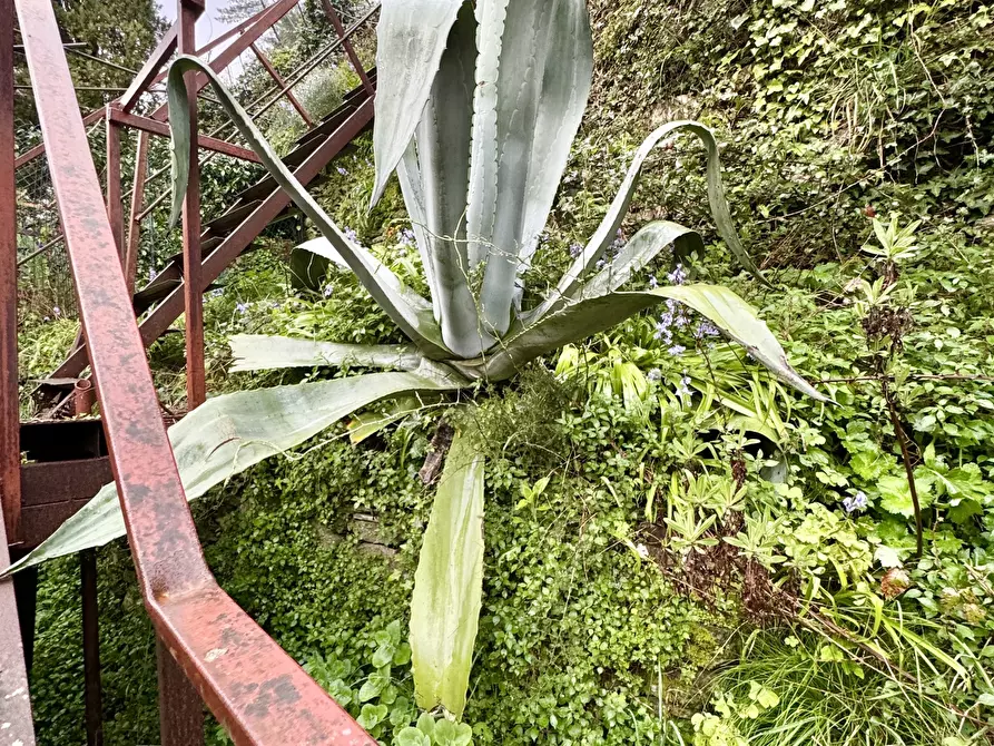 Immagine 33 di Terratetto in vendita  a Seravezza