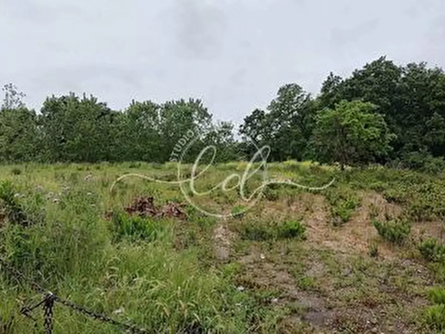 Immagine 1 di Terreno agricolo in vendita  a Seravezza