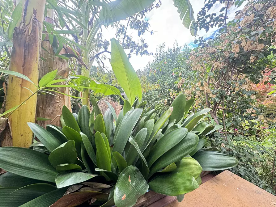 Immagine 57 di Porzione di casa in vendita  a Pietrasanta