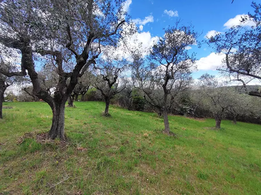 Immagine 25 di Terreno agricolo in vendita  in Via Dello Scalo Ferroviario 12 a Marcellina