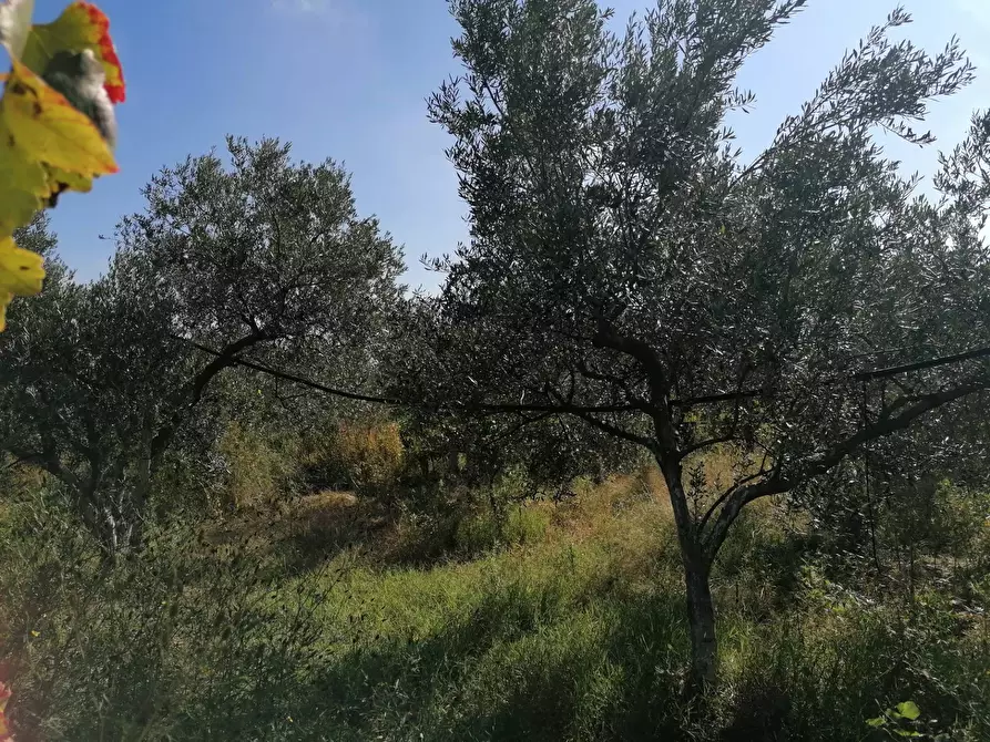 Immagine 29 di Rustico / casale in vendita  a Partinico