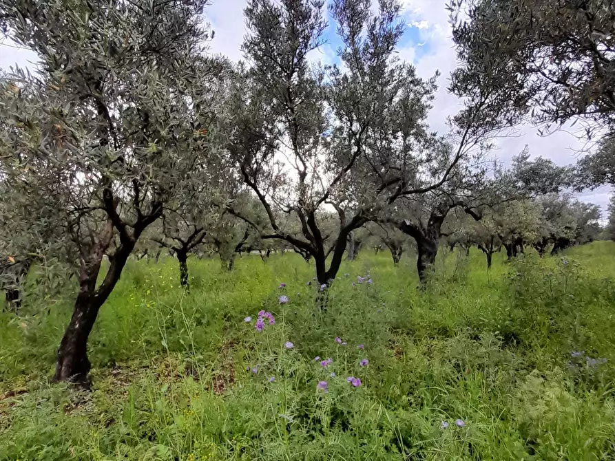Immagine 1 di Terreno agricolo in vendita  in Via Monsignor Azio Davoli a Lamezia Terme