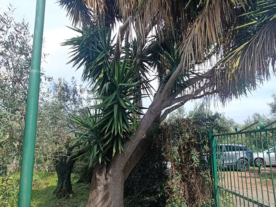 Immagine 20 di Casa indipendente in vendita  in strada provinciale a Pianopoli