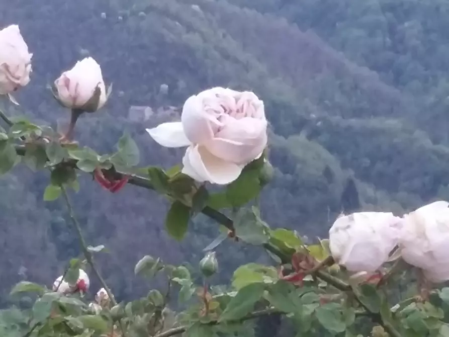 Immagine 59 di Terratetto in vendita  in Località Luscignano 18 a Casola In Lunigiana