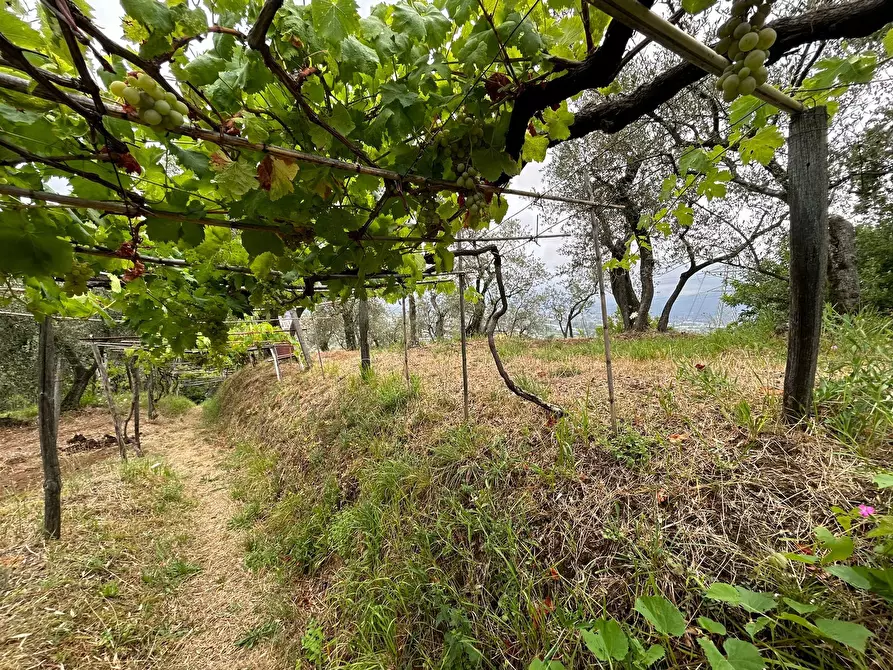 Immagine 21 di Terreno agricolo in vendita  a Arcola