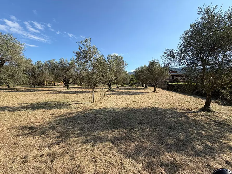 Immagine 3 di Terreno agricolo in vendita  a Castelnuovo Magra