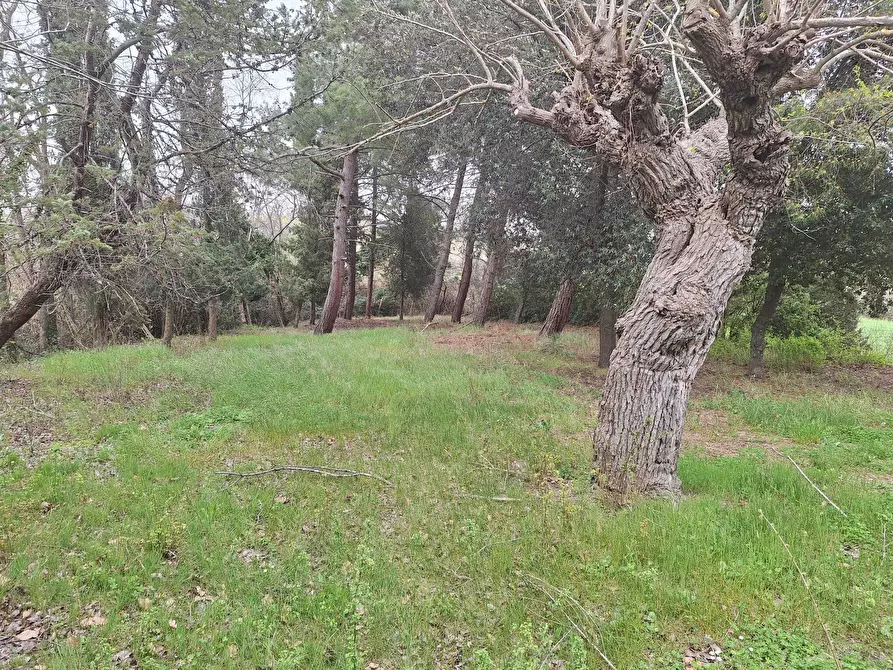 Immagine 9 di Rustico / casale in vendita  a Corinaldo