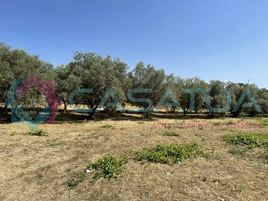 Immagine 2 di Terreno agricolo in vendita  in Contrada Piomba 22 a Silvi