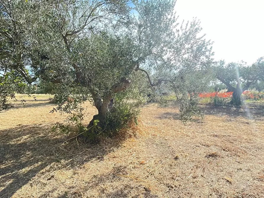 Immagine 8 di Terreno agricolo in vendita  a Silvi