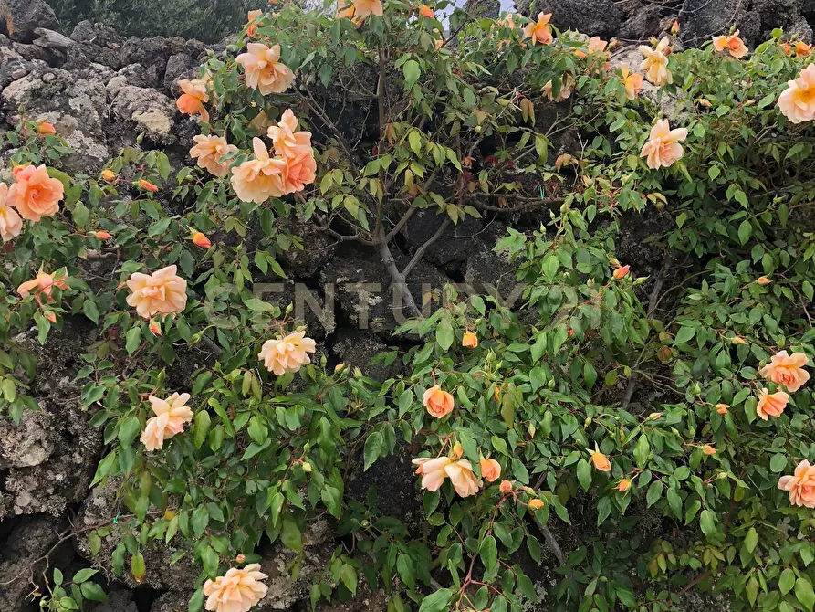 Immagine 54 di Casa indipendente in vendita  in 91017 Pantelleria TP a Pantelleria