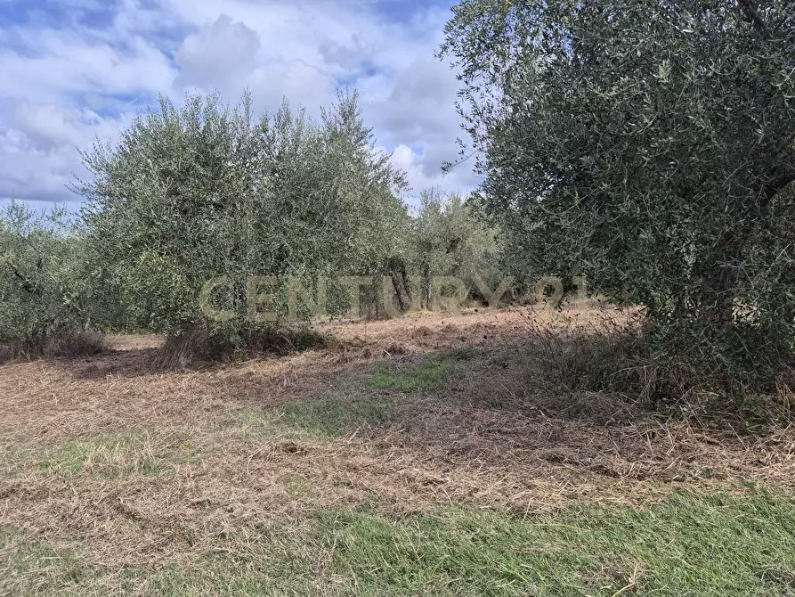 Immagine 8 di Terreno agricolo in vendita  in località la vena snc a Civitella Paganico