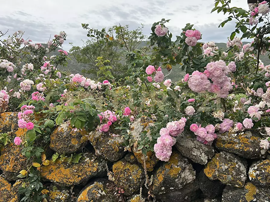 Immagine 55 di Casa indipendente in vendita  in 91017 Pantelleria TP a Pantelleria