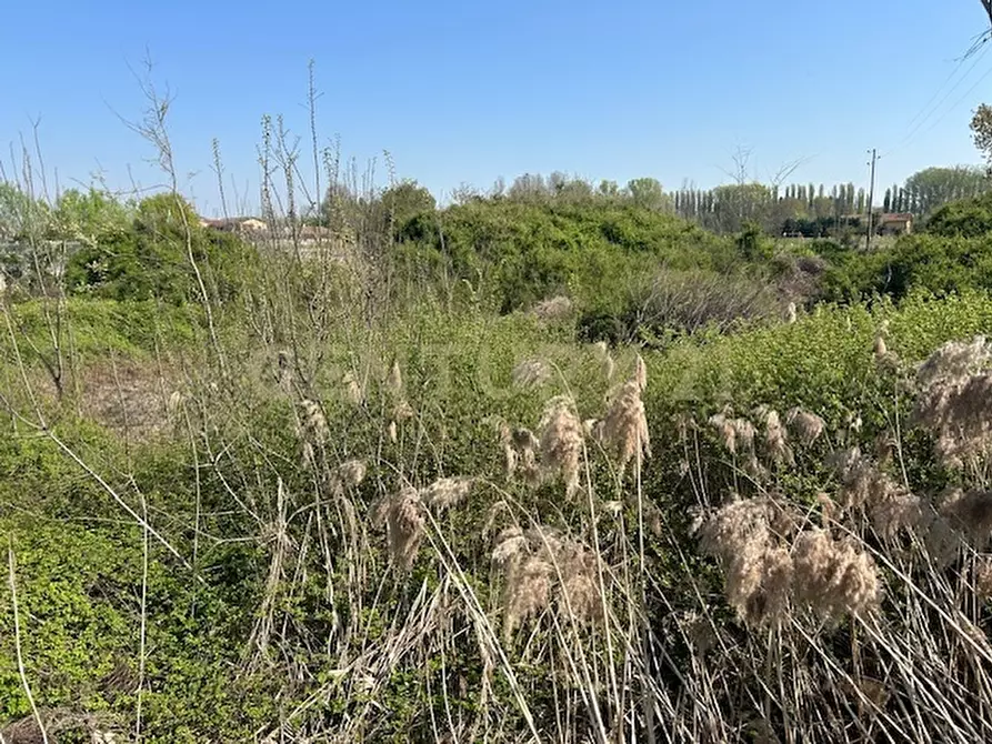 Immagine 6 di Terreno agricolo in vendita  in Via Prato Pelagal 43 a Bovolone