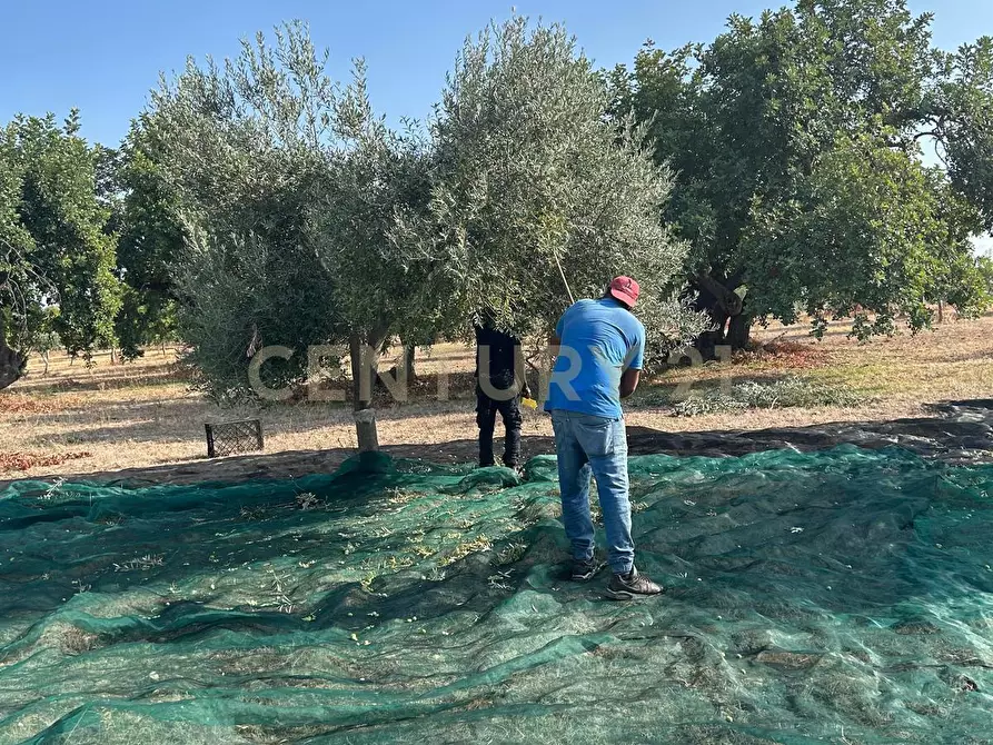 Immagine 44 di Rustico / casale in vendita  a Noto