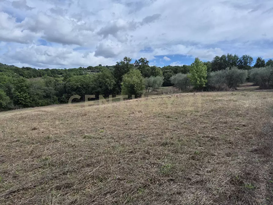 Immagine 3 di Terreno agricolo in vendita  in località la vena snc a Civitella Paganico