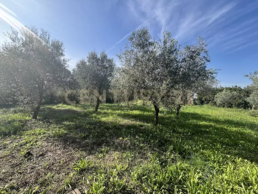 terreno agricolo in vendita a Grosseto in zona Pianetto