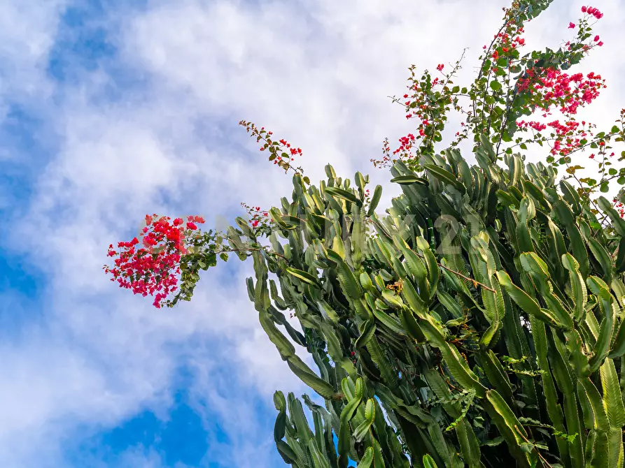 Immagine 65 di Casa bifamiliare in vendita  in Via Sebastiano Grasso 14 a Aci Catena