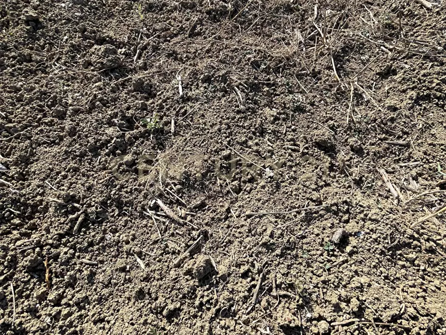 Immagine 19 di Terreno agricolo in vendita  in Strada Provinciale 104 snc a Lentini