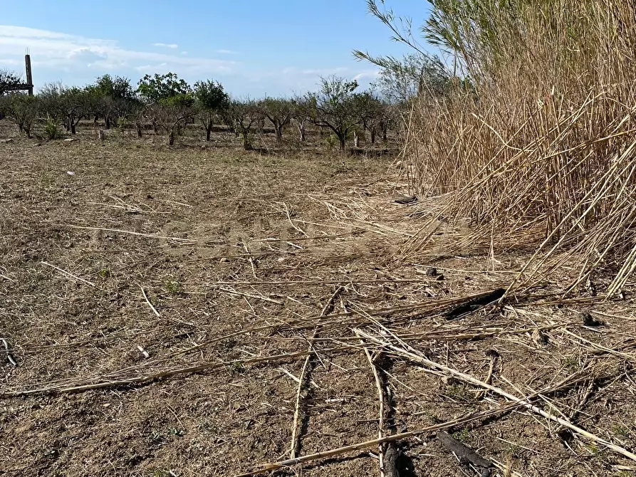 Immagine 6 di Terreno agricolo in vendita  in Strada Provinciale 104 snc a Lentini