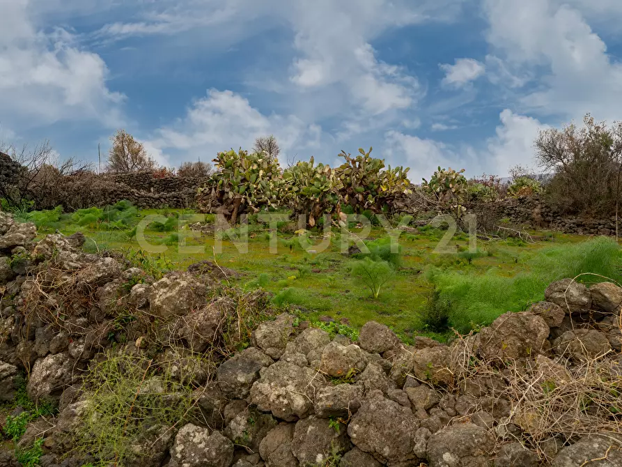 Immagine 12 di Terreno agricolo in vendita  in Via Santa Maria di Licodia a Belpasso