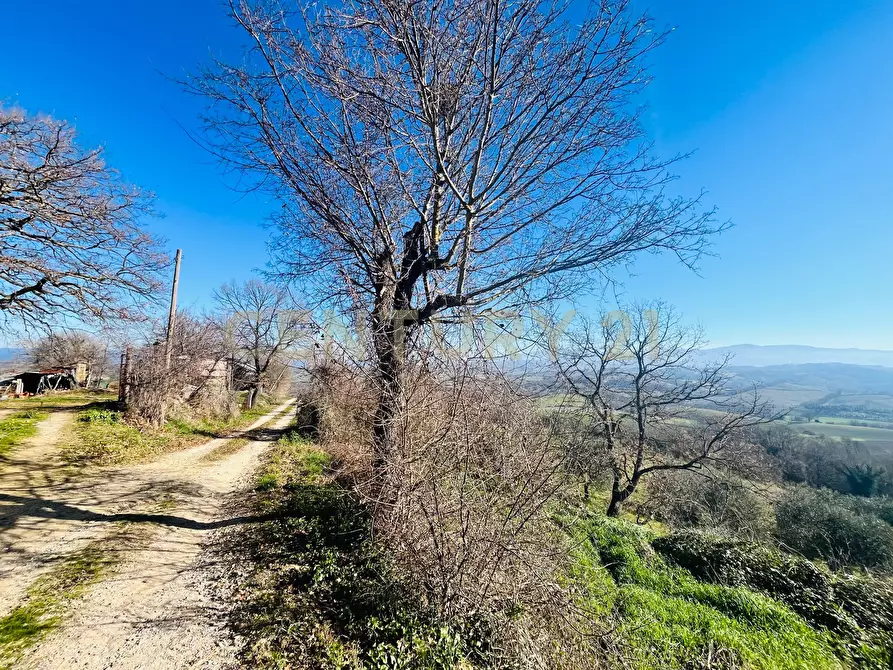 Immagine 2 di Casa bifamiliare in vendita  in località podere pelacane snc a Cinigiano