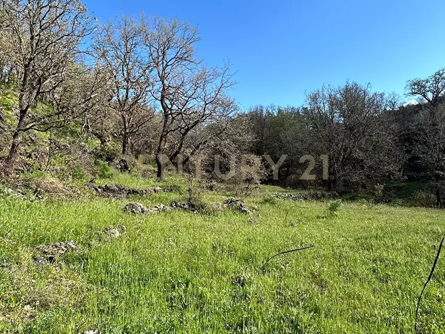 Immagine 4 di Terreno agricolo in vendita  in CONTRADA VIGNE a Biancavilla