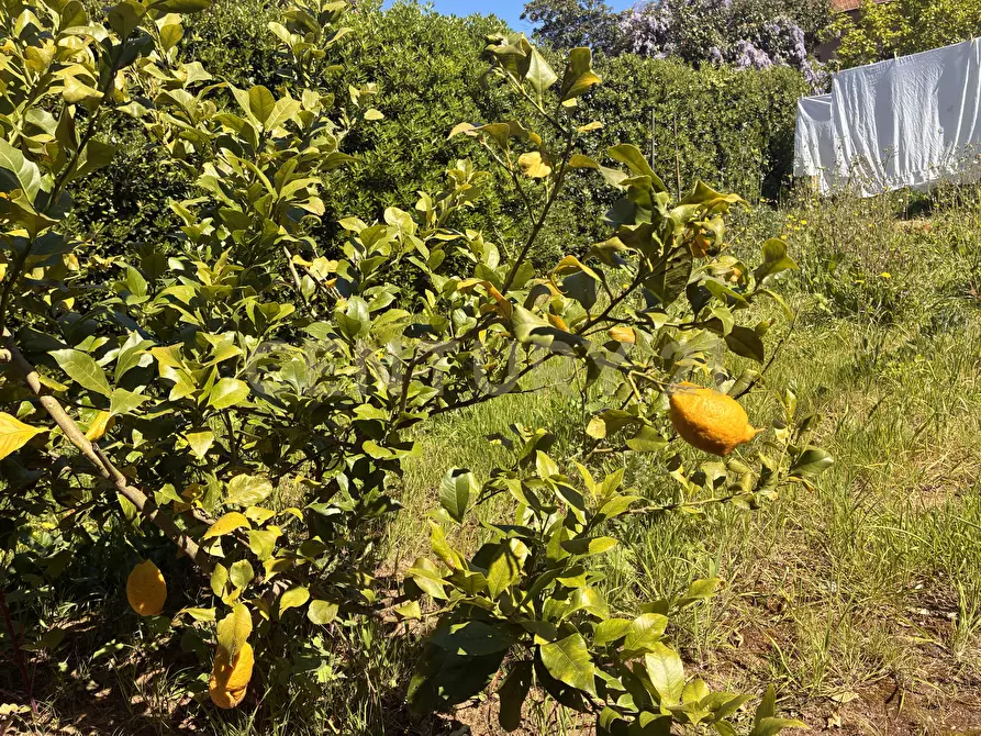 Immagine 13 di Casa bifamiliare in vendita  in Strada Statale 1 42 a Orbetello