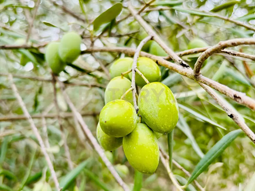 Immagine 40 di Rustico / casale in vendita  in strada provinciale 104 a Modica