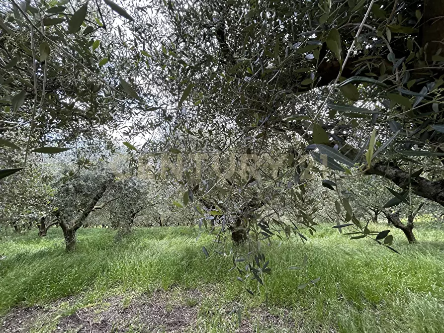 Immagine 19 di Rustico / casale in vendita  in Via Postuman a Mezzane Di Sotto