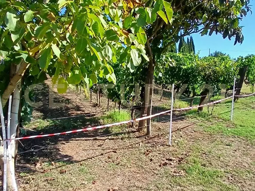 Immagine 30 di Azienda agricola in vendita  in località poggio al capraio snc a Roccastrada
