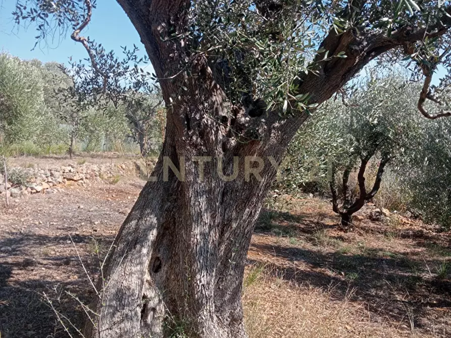 Immagine 4 di Terreno agricolo in vendita  in via provinca a Orbetello