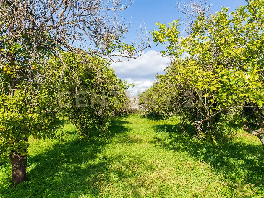 Immagine 9 di Terreno agricolo in vendita  in Via San Piero Patti 108 a Acireale