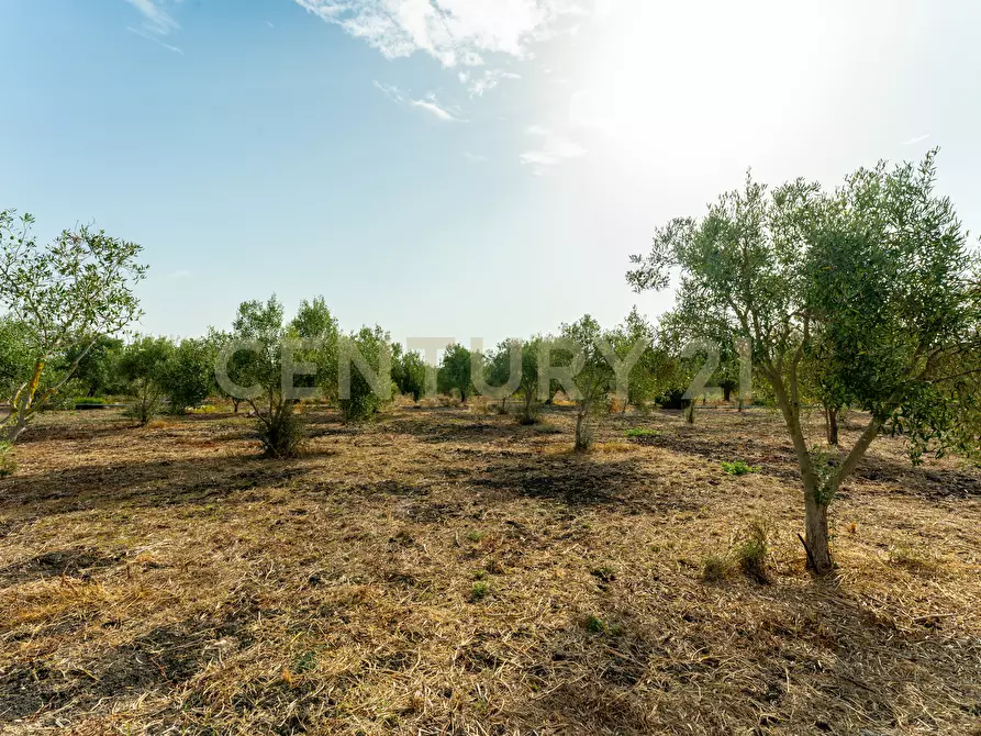 Immagine 13 di Terreno agricolo in vendita  in Strada Statale 194 a Carlentini