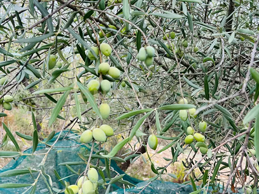 Immagine 36 di Rustico / casale in vendita  in SP104 a Modica