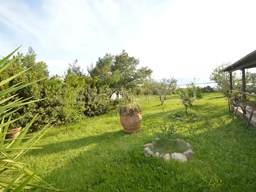 Immagine 26 di Terreno agricolo in vendita  in Loc. quattrostrade a Orbetello