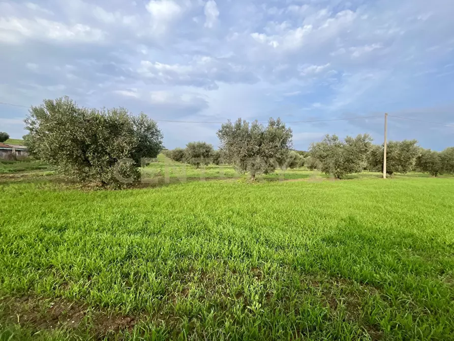 Immagine 1 di Terreno agricolo in vendita  in Località le Case a Grosseto