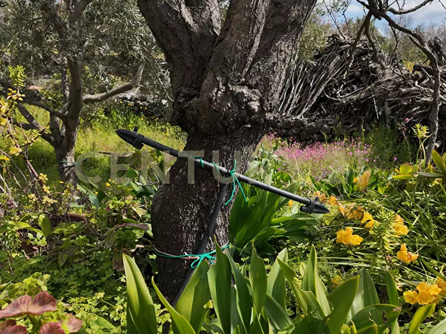 Immagine 17 di Terreno agricolo in vendita  in Contrada malvezzaro a Santa Maria Di Licodia