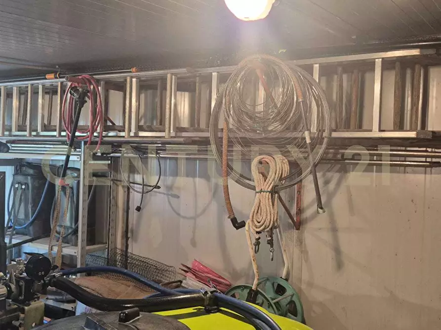 Immagine 39 di Azienda agricola in vendita  in località poggio al capraio snc a Roccastrada