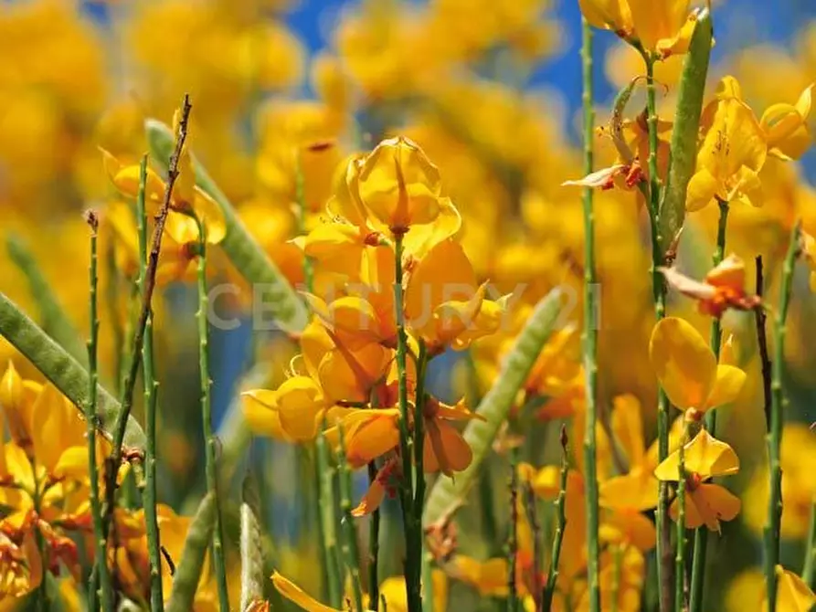Immagine 20 di Casa indipendente in vendita  in podere san giuseppe a Piancastagnaio