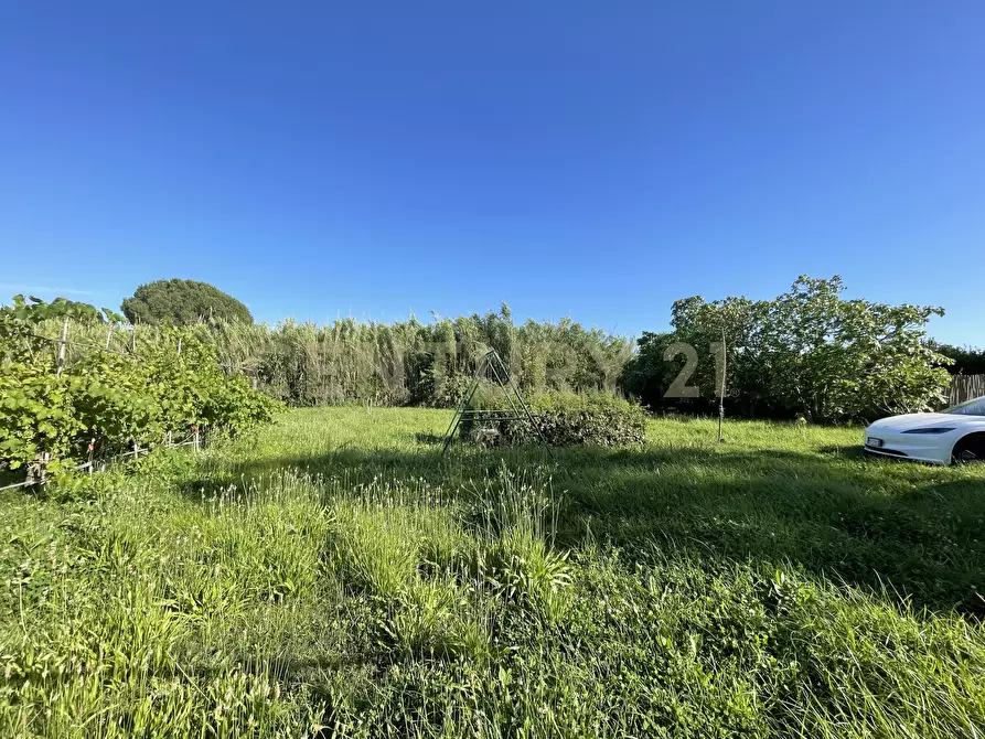 Immagine 5 di Terreno agricolo in vendita  in Via di Cameretta a Orbetello